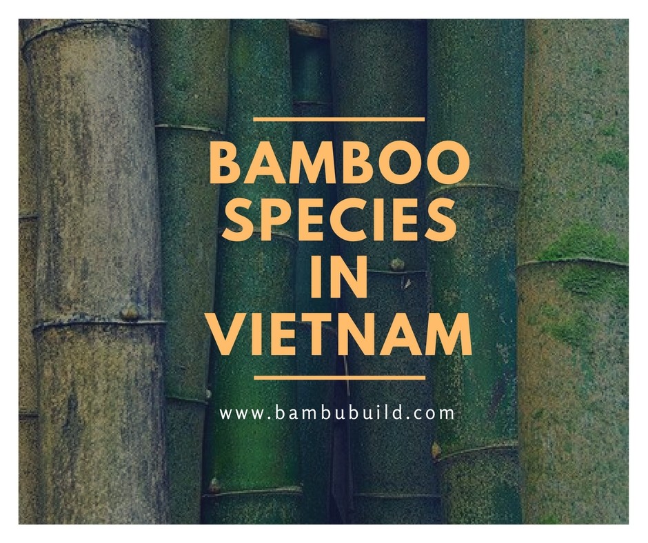 Danh sách các loài tre trúc ở Việt Nam