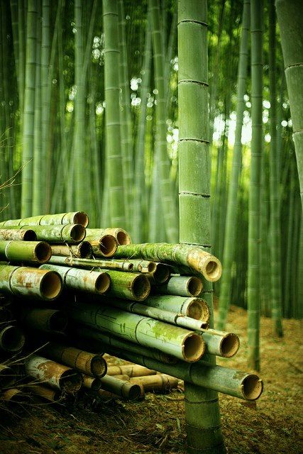 Harvest bamboo properly