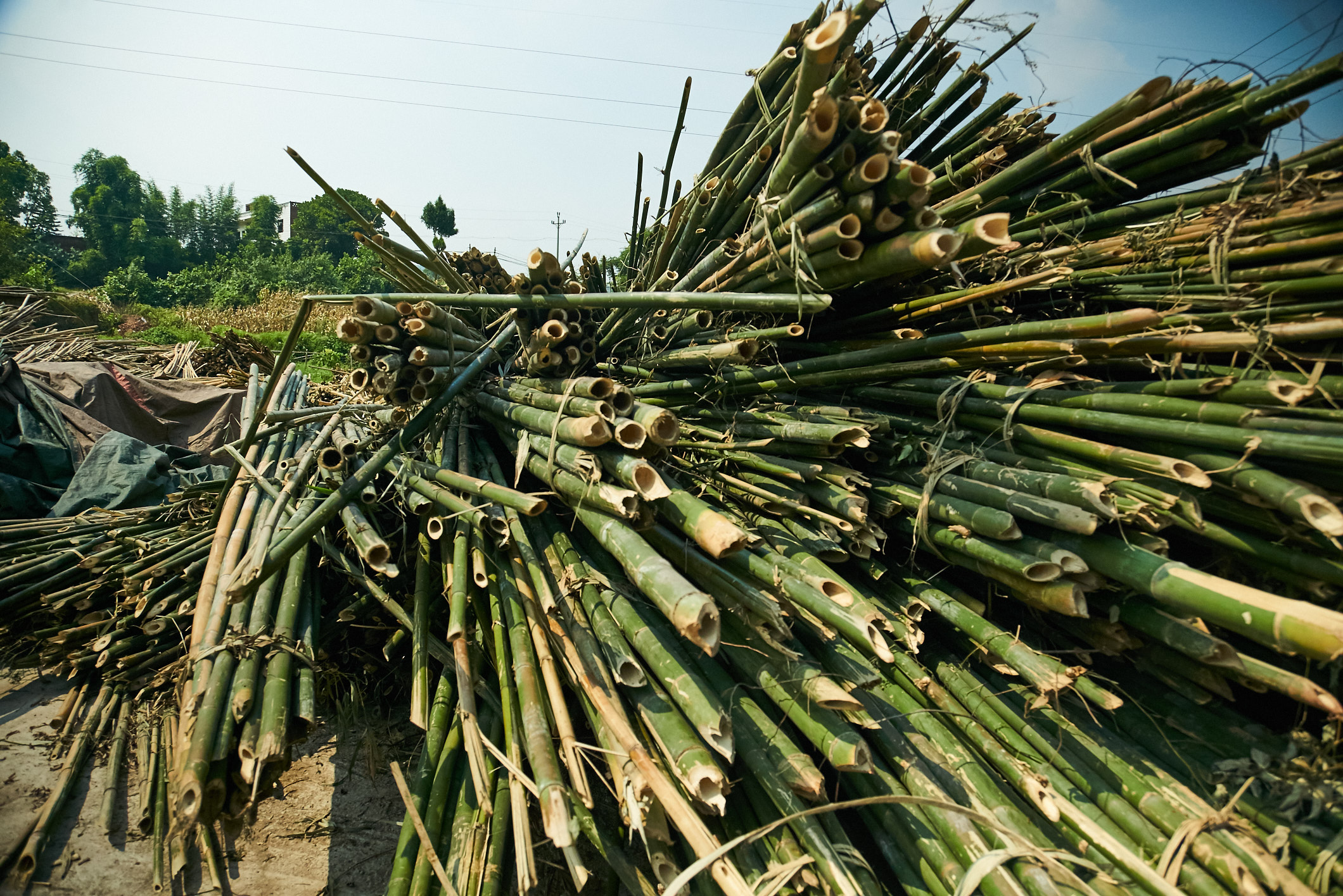 The time to harvest bamboo properly is the end of rainy season - early dry season